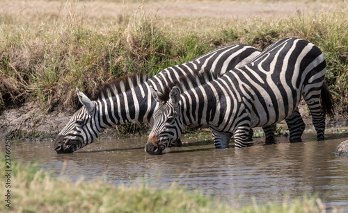 Fototapeta Naklejka Na Ścianę i Meble -  zebra drinking water