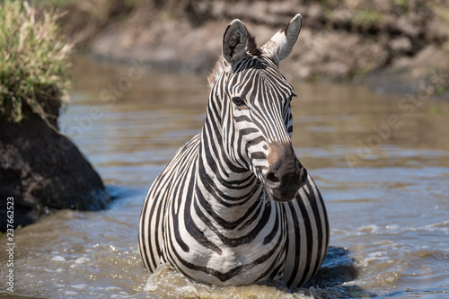 zebra swimming in river