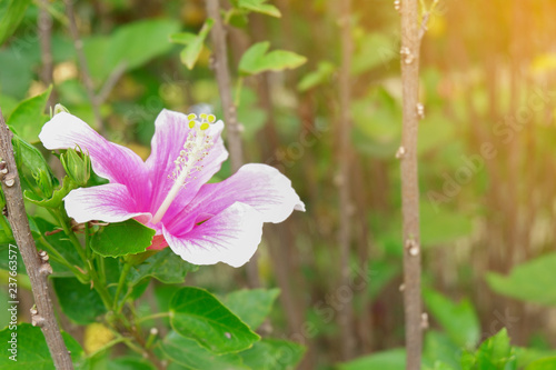 Pink Habiscus in garden background flower background copy space