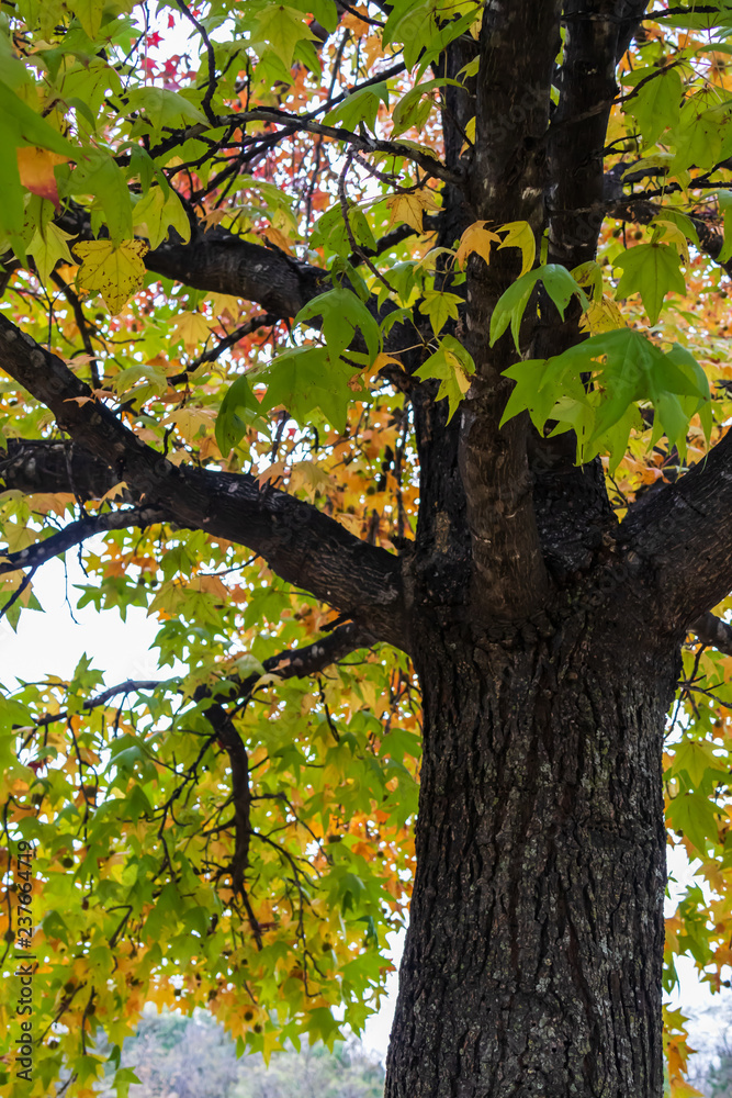 Obraz premium Fall colored maple leaves and branches