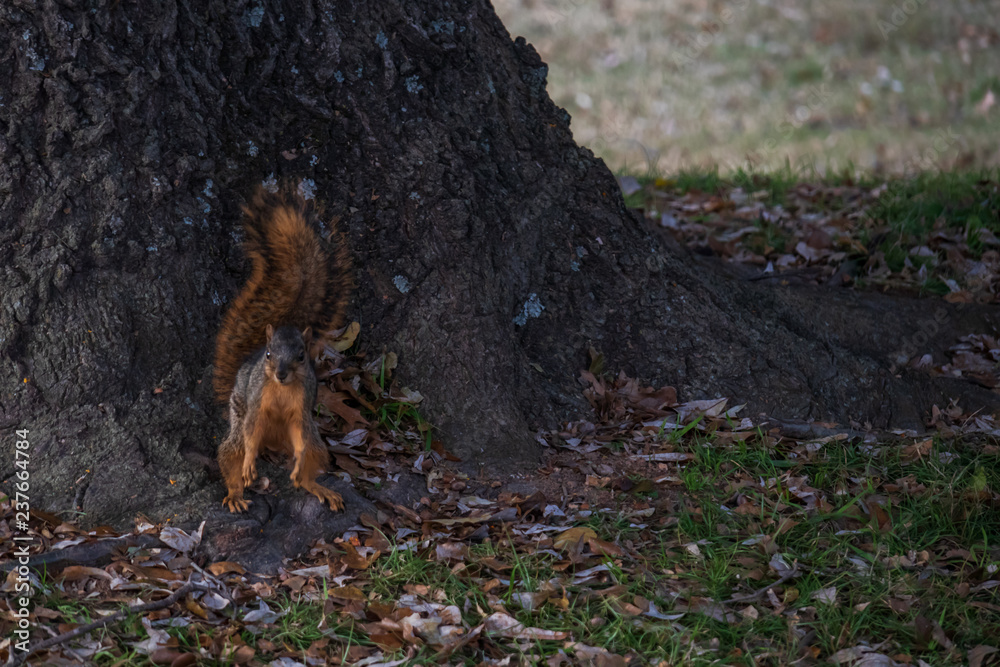 Squirrel sitting on the bottom of a tree Squirrel sitting on the bottom of a tree