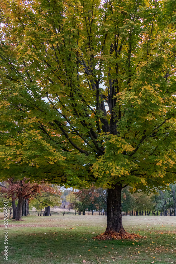 Fall colored maple tree