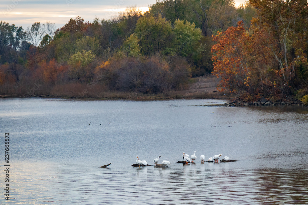 Flock of white pelican on the Arkansas River Flock of white pelican on the Arkansas River