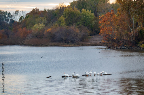 Flock of white pelican on the Arkansas River © Martina