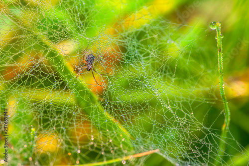 morning dew on the spider web