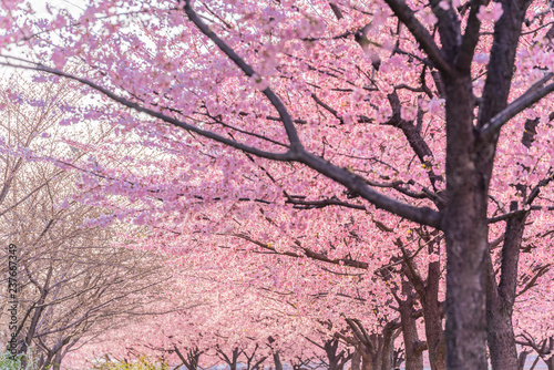 東京の春 夕暮れ時の隅田川堤防沿いの早咲きの桜並木
