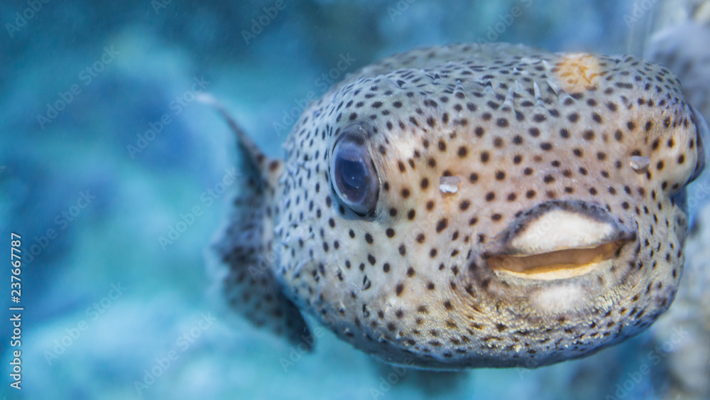 Puffer fish in Jaoan