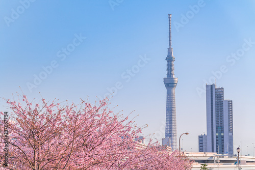 東京の春 夕暮れ時の隅田川堤防沿いの早咲きの桜並木