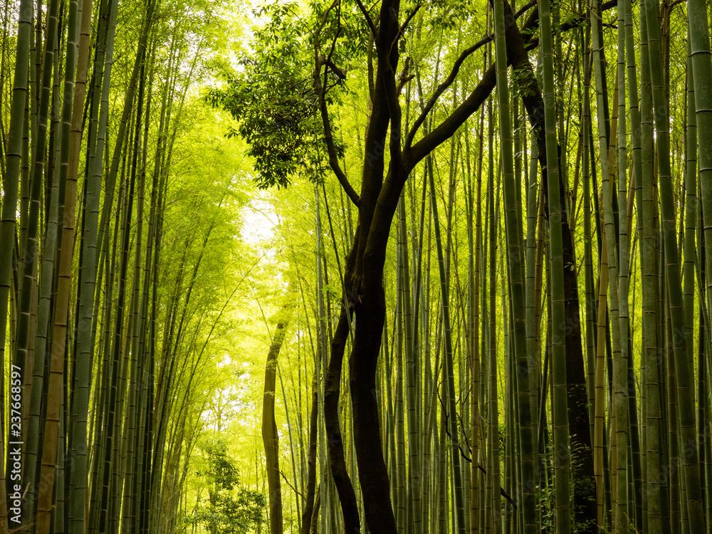 Obraz premium Arashiyama Bamboo Grove