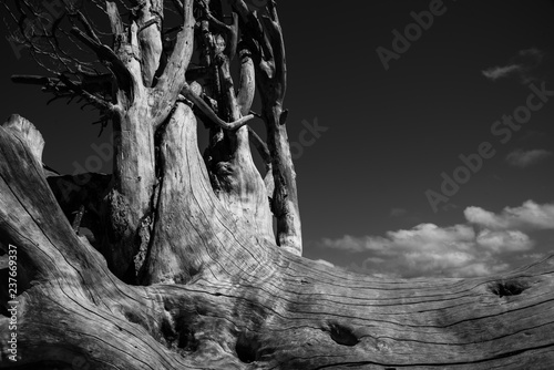 Dead tree trunk