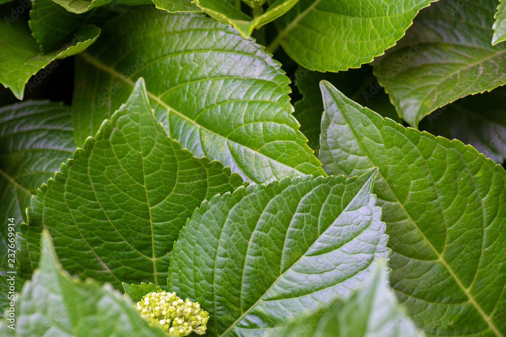 lush green leafs of plant lush green leafs of plant