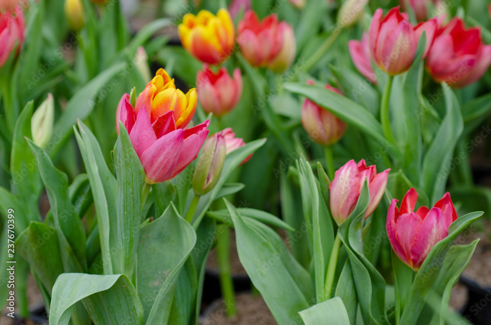 Tulip flower background pattern blurred