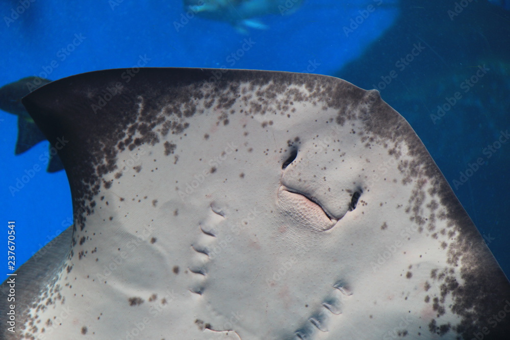 Fototapeta premium エイの腹(裏)側