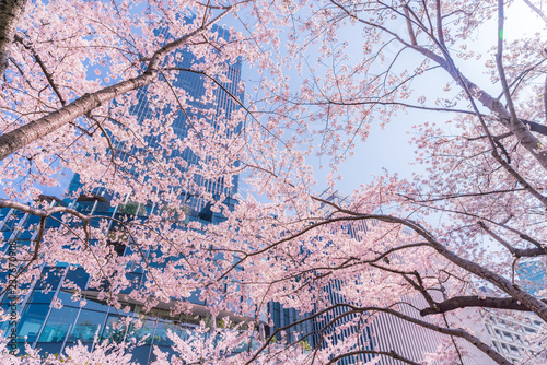 日本の春 満開の桜の東京都市風景 赤坂 檜町公園周辺