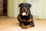 Rottweiler breed dog lying on the floor with his tongue out