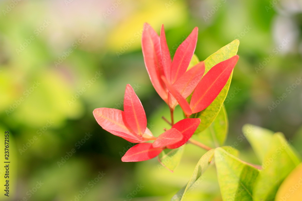 Fototapeta premium Take a close-up of the leaf with a beautiful background.
