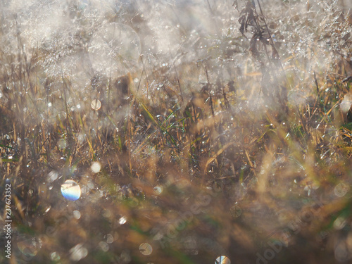 Background - grass in frost. The sudden cold change in the weather