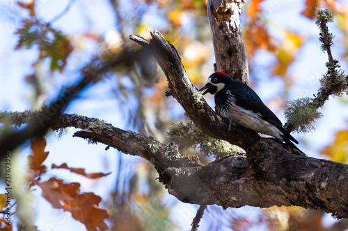  acorn woodpecker - Melanerpes formicivorus photo