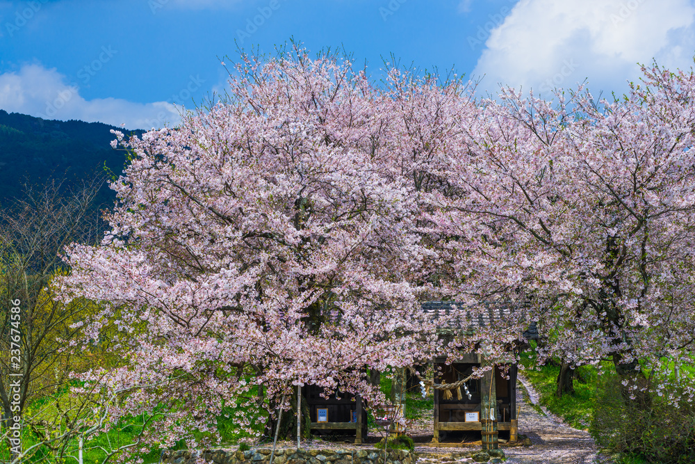 夕月神社の桜