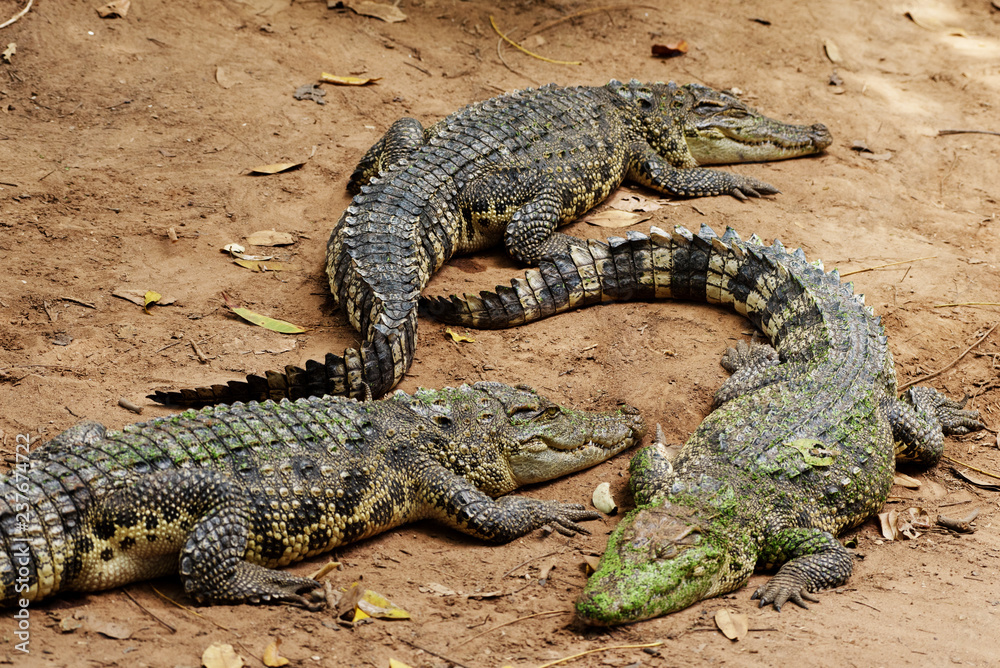 Image of a crocodile on the soil. Amphibian Animals. Image of a crocodile on the soil. Amphibian Animals.