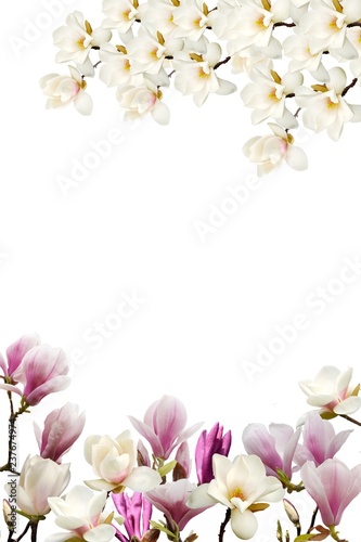 Beautiful magnolia flower on white background.