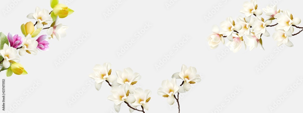 Beautiful magnolia flower on white background.