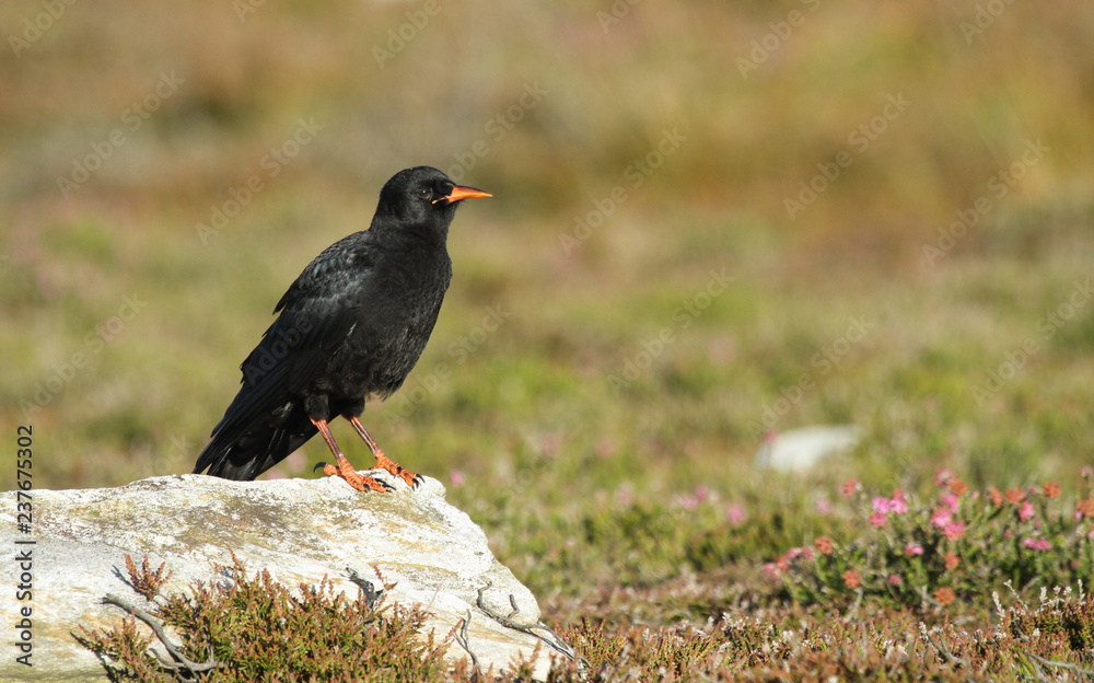 Obraz premium A rare baby Chough (Pyrrhocorax pyrrhocorax) perching on a rock waiting for its parents to come back and feed it.