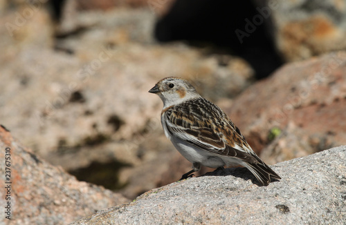 A pretty female Snow Bunting (Plectrophenax nivalis) in summer plumage, perching on a rock, high in the Scottish mountains. 