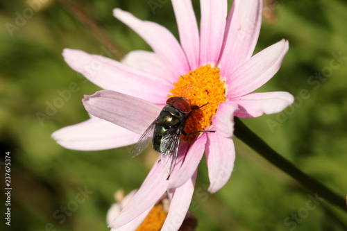 Large Blow fly drinking nectar from a large pink daisy flower.
