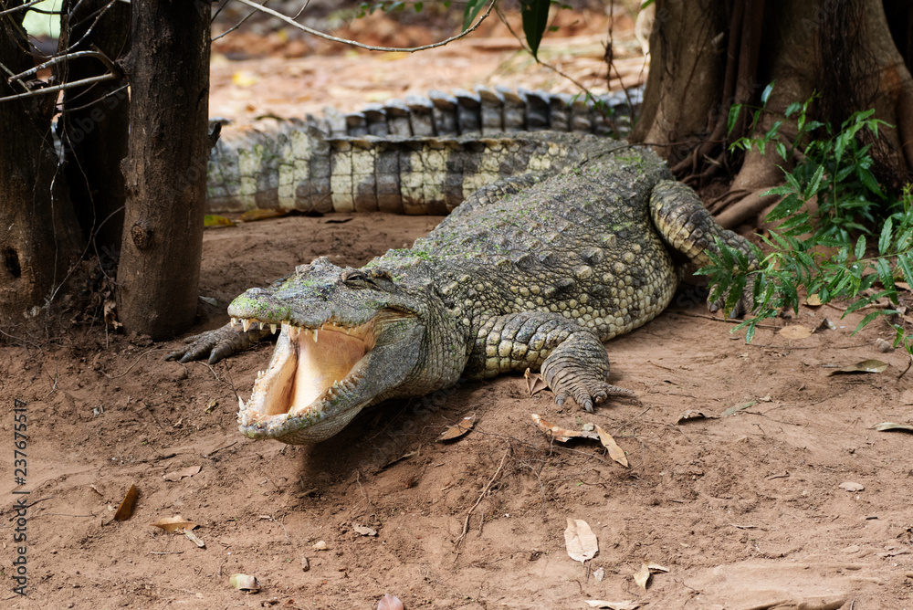 Fototapeta premium Image of a crocodile on the soil. Amphibian Animals.