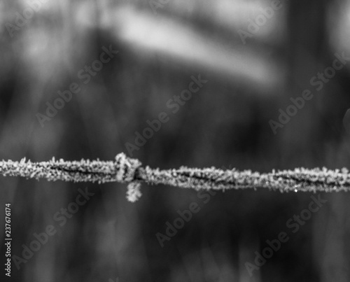 Iced Wire