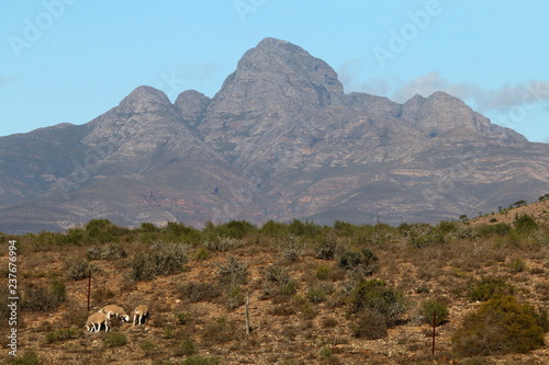 Close up of the Cockscomb mountain in the southern Karoo, with sheep grazing in the foreground.