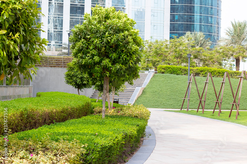 Fototapeta Naklejka Na Ścianę i Meble -  green tree in a park, Dubai United Arab Emirates