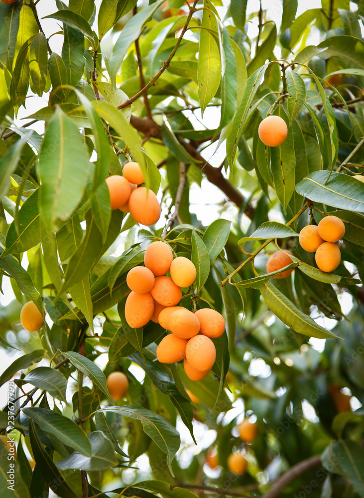 plum mango tropical fruit on tree marian plum