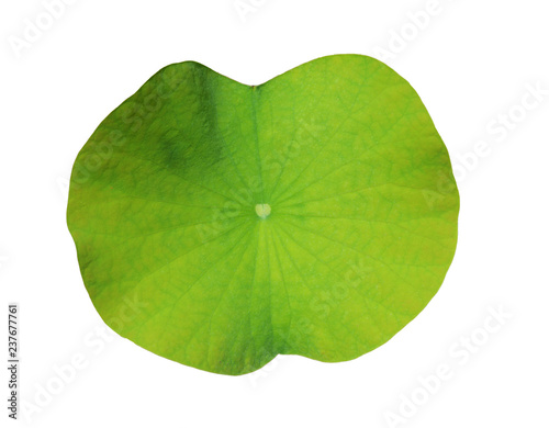 lotus leaf or lily water isolated