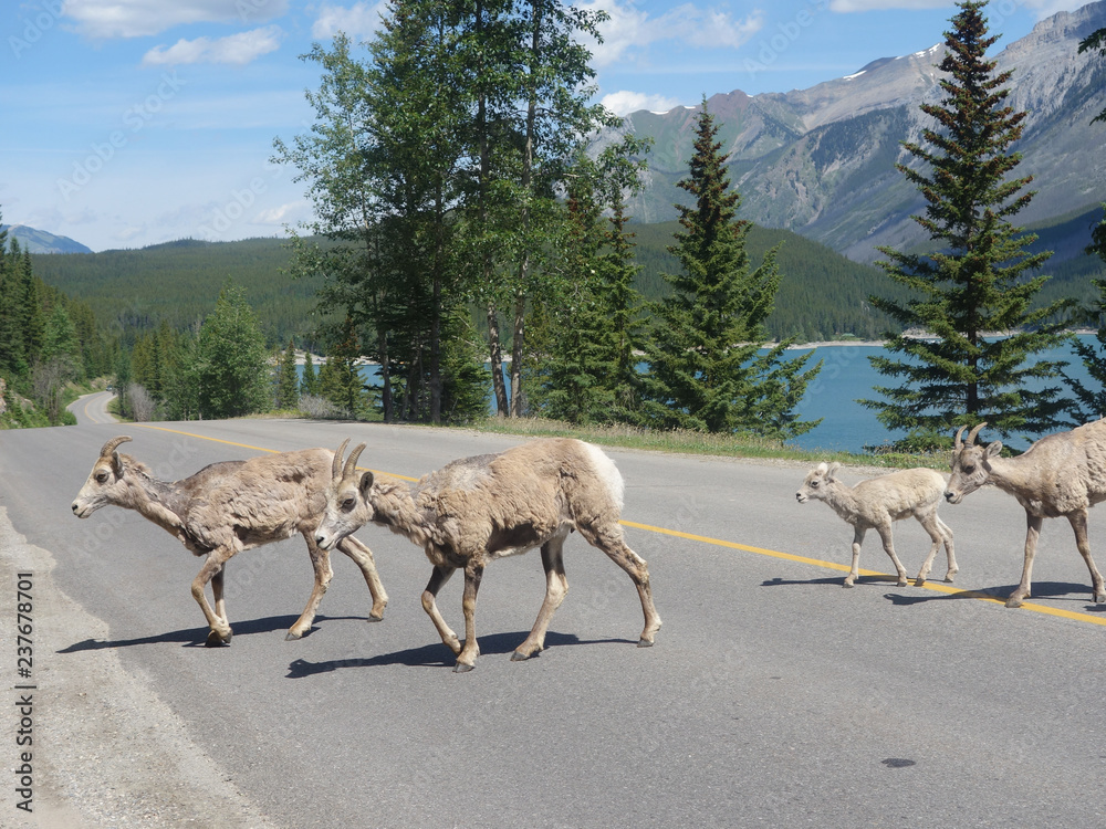 カナダ旅行中ロッキーマウンテンで遭遇した野生動物ビックホーンシープの群れ Stock Photo Adobe Stock