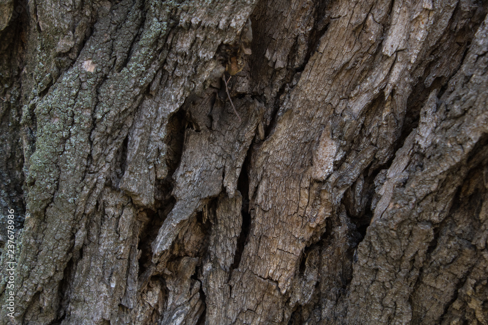 embossed dark tree bark in the garden in summer embossed dark tree bark in the garden in summer