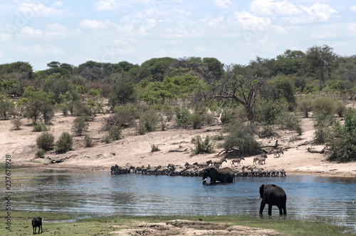 Elephants and zebras on Boteti River in Makgadikgadi Pans National Park, Botswana photo