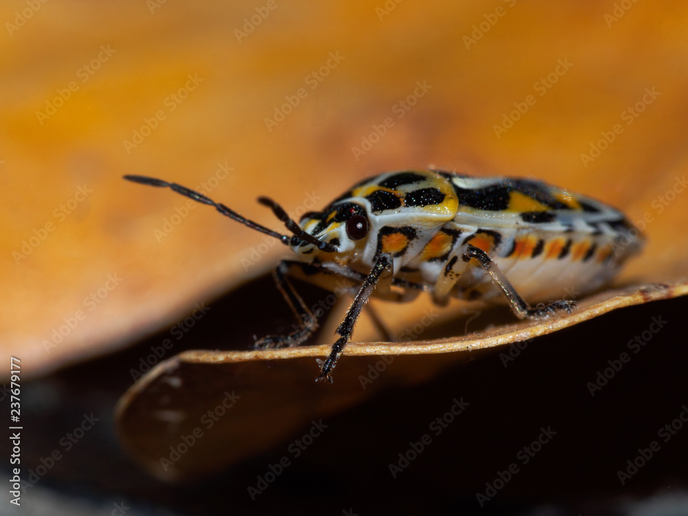 beautiful coloring beetle close up