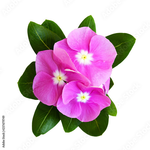 Top view on catharanthus flowers and leaves photo