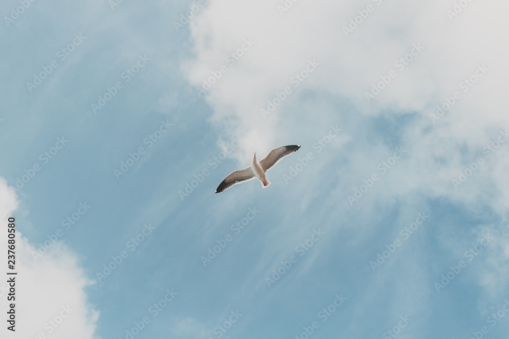 Naklejka premium Bird in the sky 2