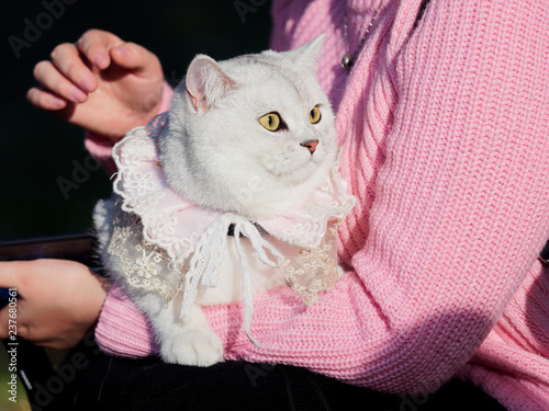 Beautiful British shorthair cat with lace necklet in woman's arm.