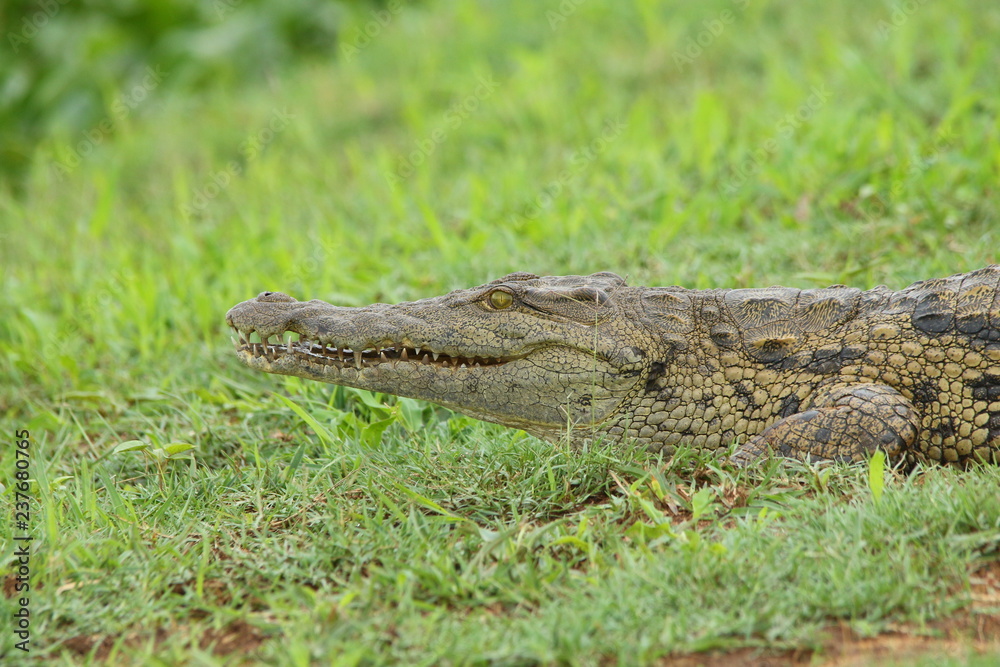 Obraz premium Young Nile Crocodile sitting on the banks of a river, southern Zambia.