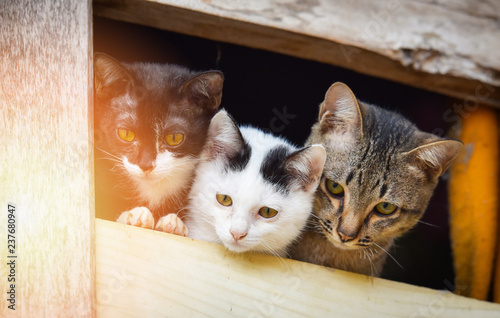 kittens cute cat / three whit black and wrown tabby cat brethren multi color kitten on window