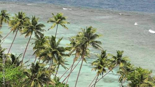 Palm trees on Qamea Island coast, wide photo