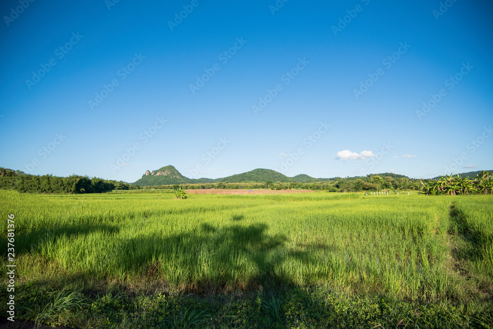 landscape of green field on bright day / view of countryside agriculture farm land