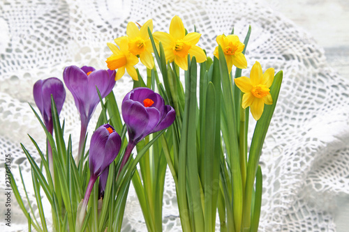 Fototapeta Naklejka Na Ścianę i Meble -  Crocus with daffodils on lace 