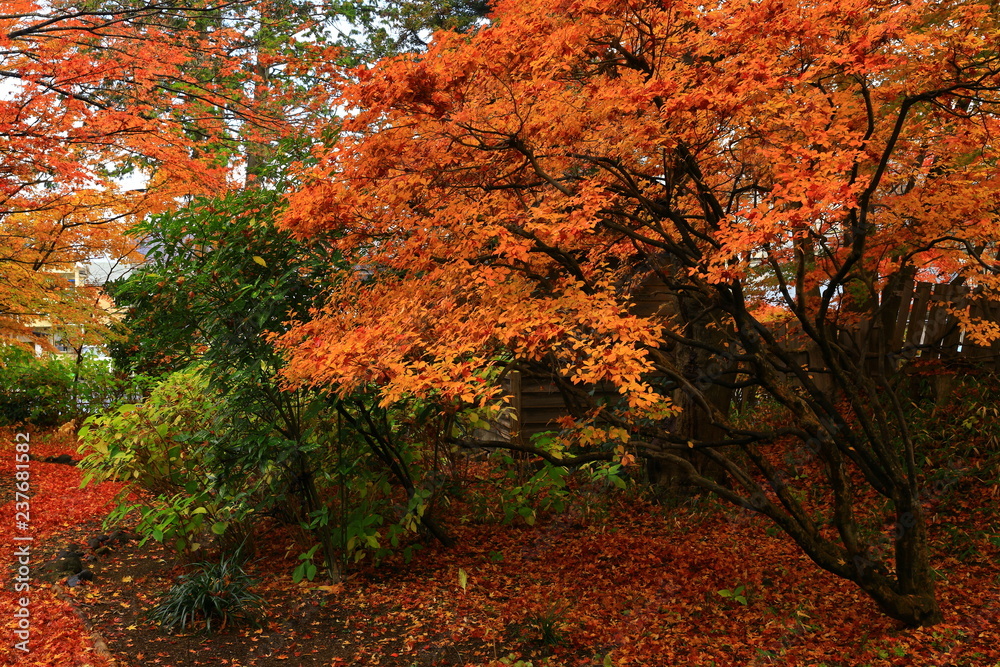 紅葉の一ノ倉邸