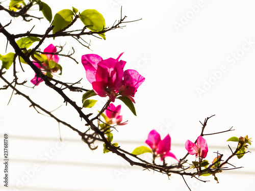 Pink Beautiful Flowers © Bhavish