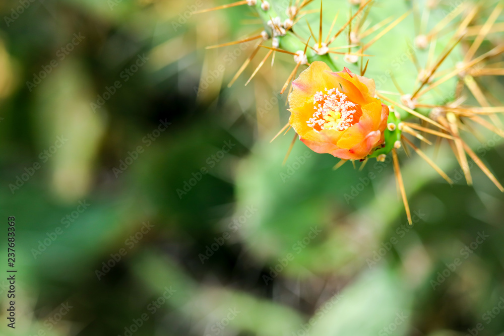 wild desert cactus flower blooming green garden